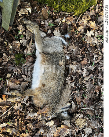 Dead hare lies on autumn leaves Dead hare lies on autumn leaves 129879738