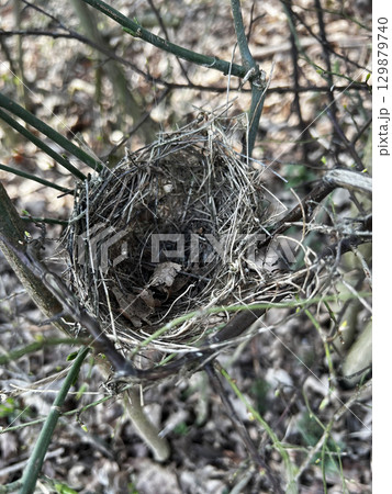 Bird's nest in tree branches 129879740