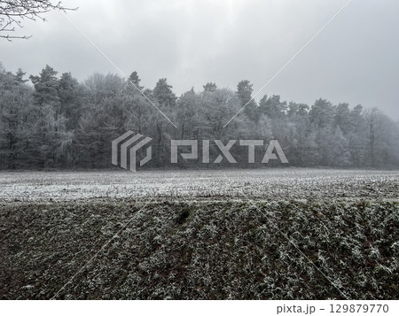 Frost-covered forest near the town of Bevergern, Germany 129879770
