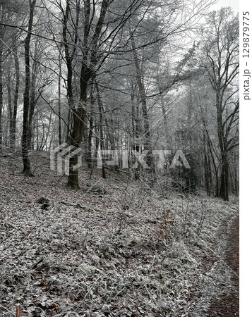 Frost-covered forest near the town of Bevergern, Germany 129879775