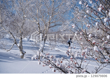 厳冬のニセコアンヌプリ北尾根にある樹氷の間を滑るスキーヤー 129879806