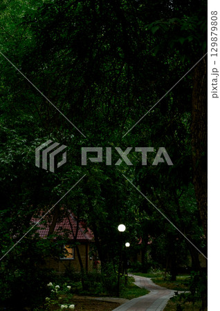 stone path surrounded by greenery and trees. stone path surrounded by greenery and trees. 129879808