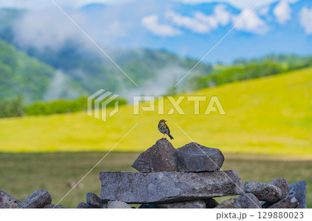 美ヶ原高原で見つけたビンズイ 129880023