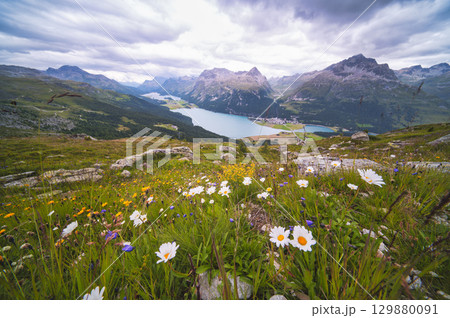 Flowery meadow in alpine landscape Flowery meadow in alpine landscape 129880091