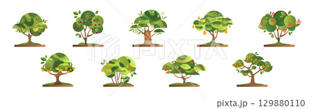 Green Fruit Tree Flat with Trunk and Ripe Crop Vector Set Green Fruit Tree Flat with Trunk and Ripe Crop Vector Set 129880110