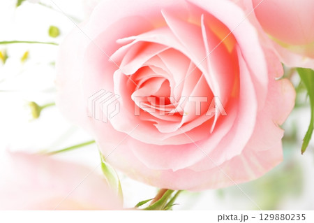 白背景にピンク色の薔薇とマトリカリア 129880235