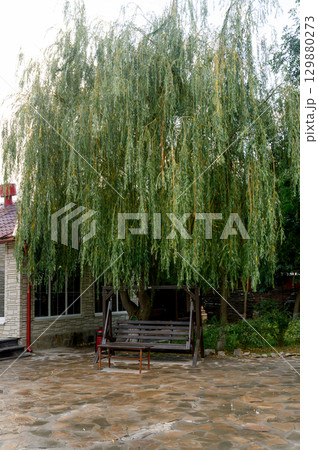 Wooden bench under a big tree near the house 129880273