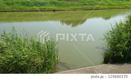 池 水辺の風景 池 水辺の風景 129880370