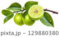 Lime lemon with leaf on branch isolated on white background  PNG transparent clipart. 129880380