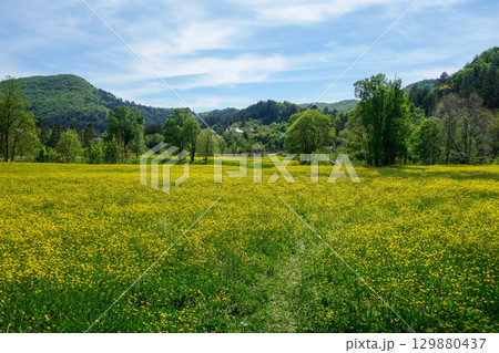 Cetinje, Montenegro: beautiful yellow flower field in spring 129880437