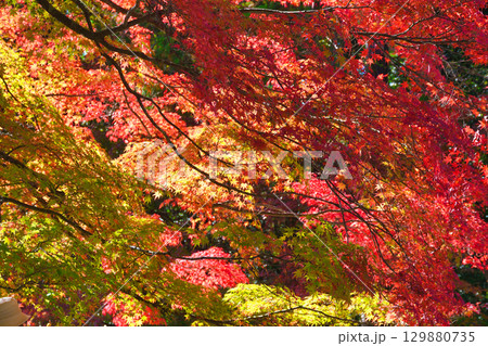 京都 神護寺 美しい紅葉 (京都府京都市右京区) 京都 神護寺 美しい紅葉 (京都府京都市右京区) 129880735
