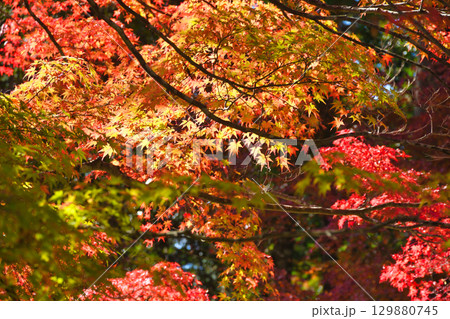 京都　神護寺　美しい紅葉 (京都府京都市右京区） 129880745
