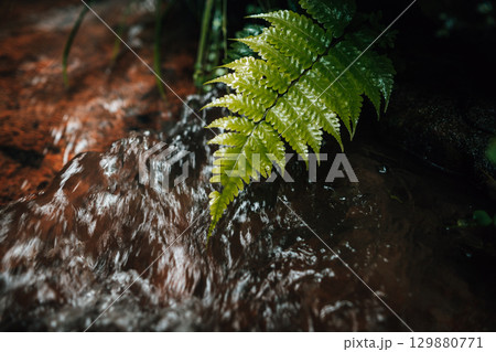 Dark green leaves at the rainforest waterfall Dark green leaves at the rainforest waterfall 129880771