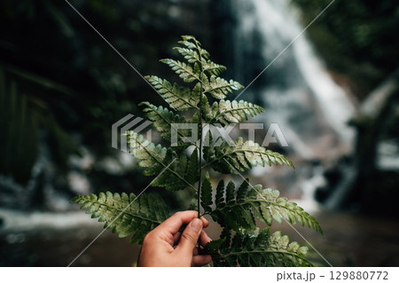 Dark green leaves at the rainforest waterfall 129880772