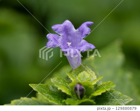 青紫のスズムシバナ 青紫のスズムシバナ 129880879