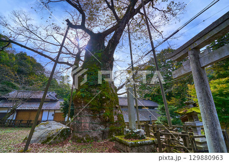 秋の山梨県北杜市須玉町 根古屋神社の大ケヤキ(畑木)を見上げる 129880963