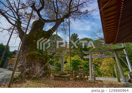 秋の山梨県北杜市須玉町 根古屋神社の大ケヤキ(畑木)を見上げる 129880964