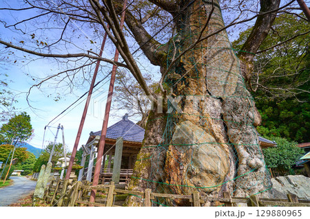 秋の山梨県北杜市須玉町 根古屋神社の大ケヤキ(畑木)を見上げる 129880965