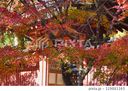 京都　神護寺　和気公霊廟と鮮やかな紅葉 (京都府京都市右京区） 129881163