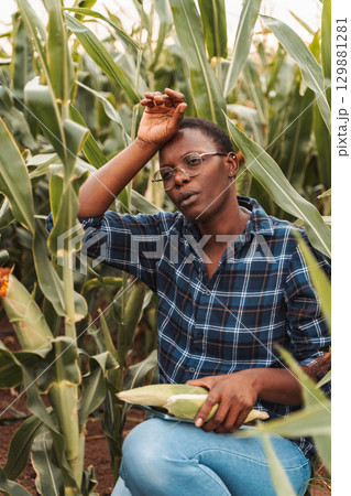 Young african farmer woman holding corn cob and wiping sweat from forehead in cultivated cornfield 129881281