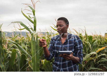 African american female farmer inspecting corn crops using digital tablet 129881297