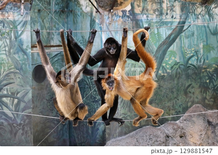 綱渡りをする三頭のクモザルたち 綱渡りをする三頭のクモザルたち 129881547