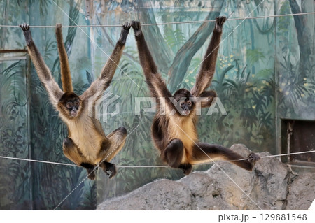 綱の上でポーズをとる二頭のクモザル 綱の上でポーズをとる二頭のクモザル 129881548