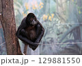 綱の上に座ったクモザルのポートレート 129881550