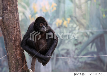 綱の上に座ったクモザルのポートレート 129881550