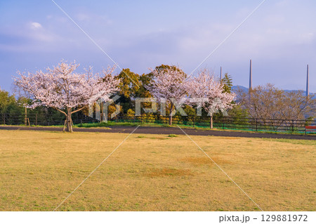 《長崎県》春の西海の丘・桜満開 129881972
