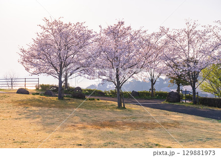 《長崎県》春の西海の丘・桜満開 129881973