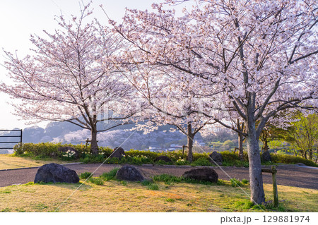 《長崎県》春の西海の丘・桜満開 129881974