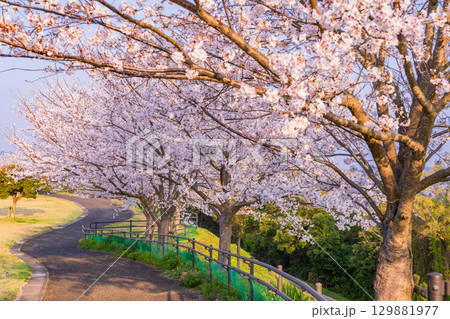 《長崎県》春の西海の丘・桜満開 129881977