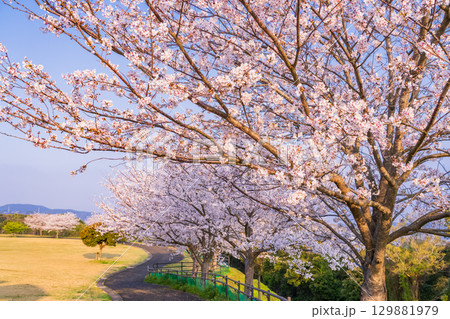《長崎県》春の西海の丘・桜満開 《長崎県》春の西海の丘・桜満開 129881979