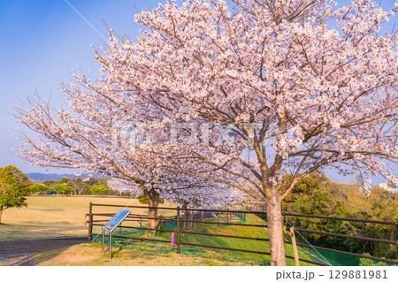 《長崎県》春の西海の丘・桜満開 《長崎県》春の西海の丘・桜満開 129881981