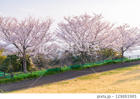 《長崎県》春の西海の丘・桜満開 129881985