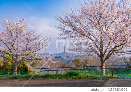 《長崎県》春の西海の丘・桜満開 129881991