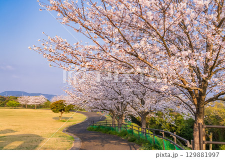 《長崎県》春の西海の丘・桜満開 129881997