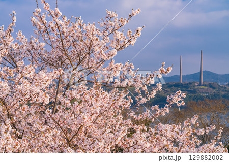 《長崎県》春の西海の丘・桜満開 129882002
