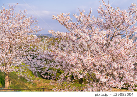 《長崎県》春の西海の丘・桜満開 129882004
