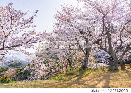 《長崎県》春の西海の丘・桜満開 129882006