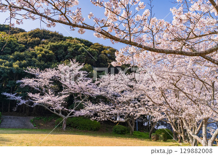 《長崎県》春の西海の丘・桜満開 129882008
