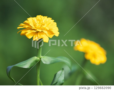 満開の黄色い百日草 満開の黄色い百日草 129882090