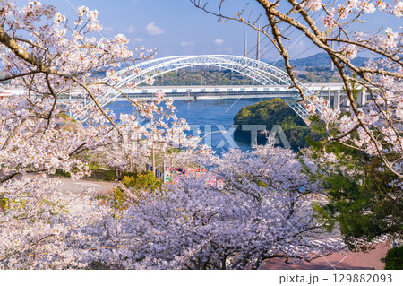 《長崎県》新西海橋と桜・春の西海橋公園 129882093