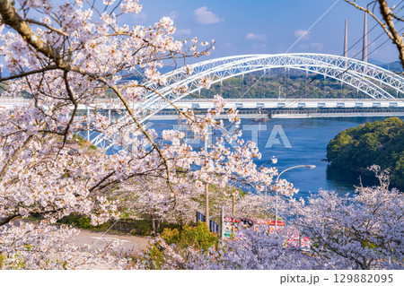 《長崎県》新西海橋と桜・春の西海橋公園 《長崎県》新西海橋と桜・春の西海橋公園 129882095