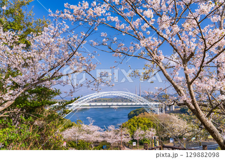 《長崎県》新西海橋と桜・春の西海橋公園 《長崎県》新西海橋と桜・春の西海橋公園 129882098