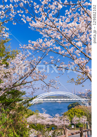 《長崎県》新西海橋と桜・春の西海橋公園 129882102
