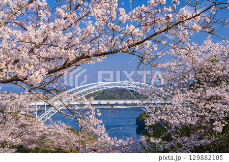 《長崎県》新西海橋と桜・春の西海橋公園 《長崎県》新西海橋と桜・春の西海橋公園 129882105
