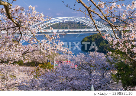《長崎県》新西海橋と桜・春の西海橋公園 129882110