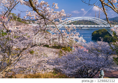 《長崎県》新西海橋と桜・春の西海橋公園 129882112